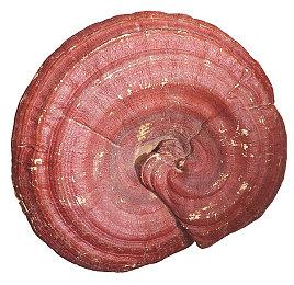 《地平线：西部禁域》加长版故事预告 游戏角色日语CV公开